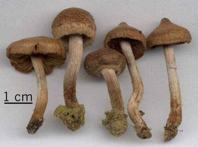 Inocybe lacera